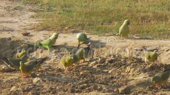 有趣的鹦鹉在地上寻找绿色食物视频的预览图
