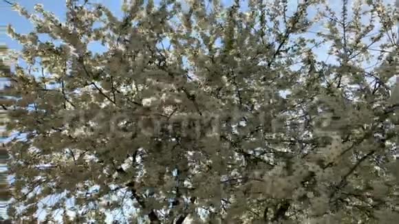 樱花盛开樱桃花在樱桃树枝上的小簇褪色成白色浅视频的预览图