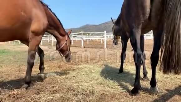 两匹马在阳光明媚的日子里在草地上放牧视频的预览图
