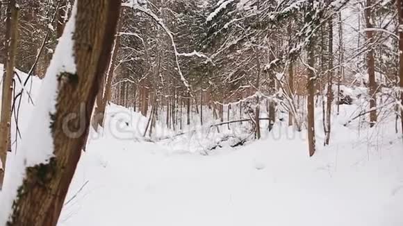 美丽的白雪皑皑的冬林总计划照相机在动视频的预览图