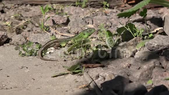 完整的蜥蜴休息视频的预览图