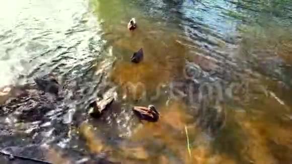 夏天阳光明媚的一天鸭子在池塘里游泳视频的预览图