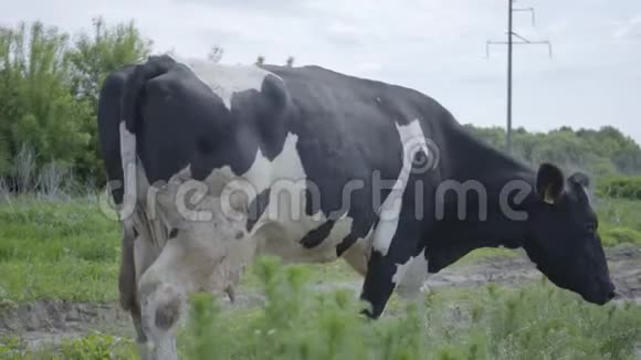 孤独健康整洁的奶牛在农场院子里走来走去视频的预览图