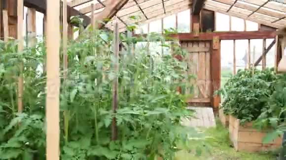 女农戴着草帽在温室里收割庄稼全景镜头移动视频的预览图