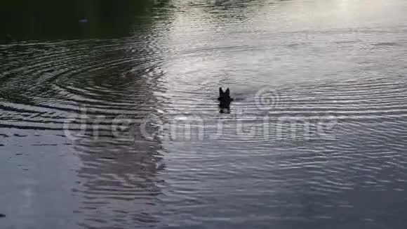 狗种德国牧羊人漂浮在池塘上上岸视频的预览图