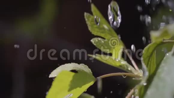 园丁用浇水把他的植物浇完看不见的农民照顾他的花园闪亮的水滴视频的预览图