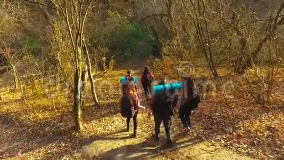 年轻游客带着背包在秋林徒步旅行视频的预览图