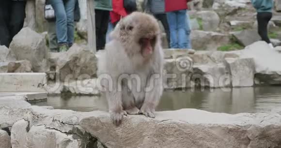 来自温泉温泉温泉的雪猴饮料背景是游客视频的预览图