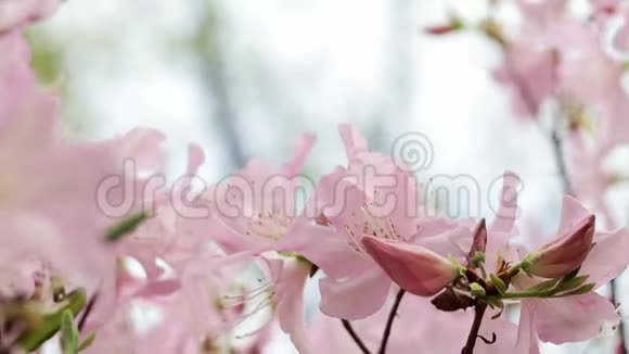 樱花树枝被粉红色花朵覆盖的特写镜头视频的预览图
