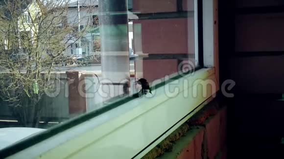 一只被锁在房子里的大黄蜂敲着窗户玻璃试图出去视频的预览图