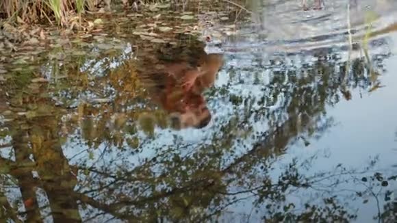 家庭倒映在水中倒映在湖中视频的预览图