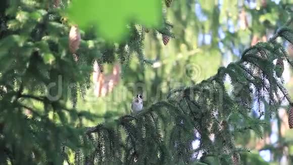 金雀坐在云杉树枝上视频的预览图