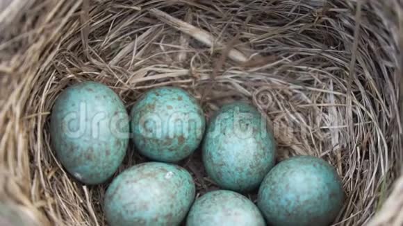 春天有六个蓝蛋的窝慢动作视频的预览图