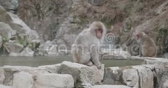 雪猴坐在温泉边上在寒风中吹着皮毛视频的预览图