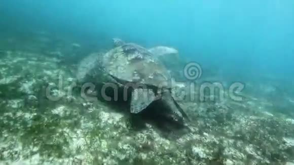 游泳海龟的特写视频的预览图
