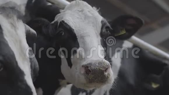 年轻的黑白母牛在农场的特写镜头上吃东西农业产业农牧理念一群人视频的预览图