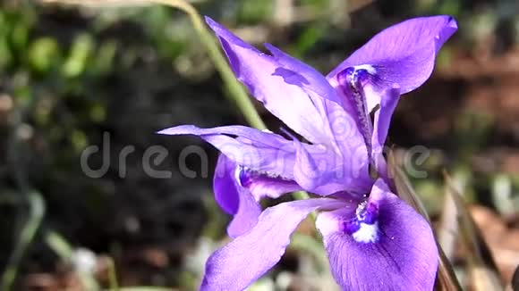 紫蓝色羽扇豆野花视频的预览图