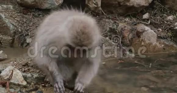 日本一个寒冷的冬天一只雪猴从溪边或池塘边的沙子里摘种子和谷物视频的预览图