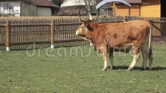 布朗公牛视频的预览图