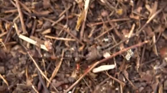 蚂蚁在蚁丘周围奔跑狂野的自然特写视频的预览图