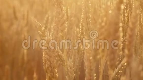 农业黄金麦田茎穗视频的预览图