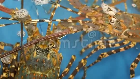 关闭宏活生龙虾在商店蓝色盆地有冰水美味的新鲜未煮熟的地中海视频的预览图