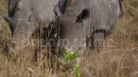 接近非洲白犀牛在草原上放牧干草视频的预览图