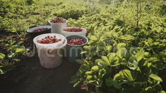 在有机花园里用桶收获新鲜成熟多汁的草莓视频的预览图