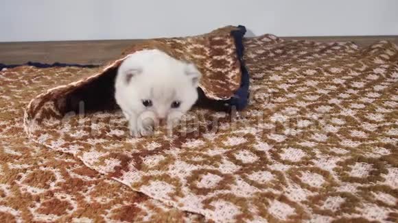 英国可爱的小猫在传统的棕色地毯上喵喵叫视频的预览图