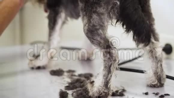 女性美容师用剪刀修剪害怕的狗毛狗在恐惧中颤抖视频的预览图