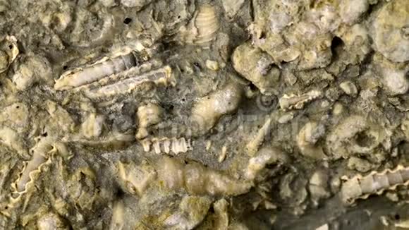波罗的海石灰岩化石视频的预览图