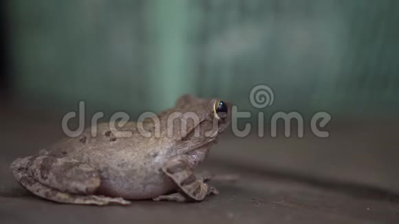 可爱的青蛙只是静静地站在木屋里快关门上镜3视频的预览图