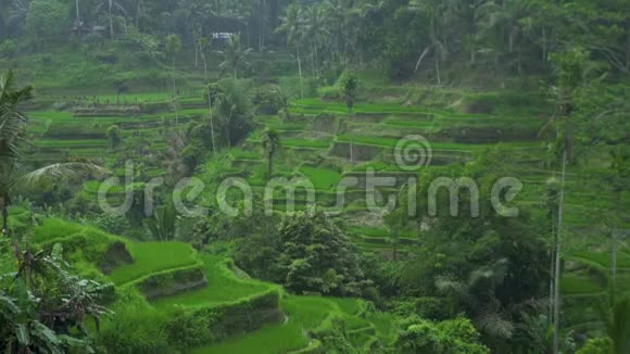热带雨林时稻田雨落在越南萨帕的梯田上农业和粮食视频的预览图
