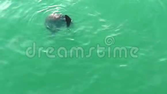 海狮漂浮在水中海狮正在水中戏耍着绿水视频的预览图