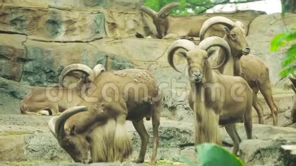 动物园山羊群视频的预览图