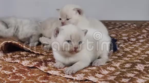 英国小猫坐在传统的棕色地毯上视频的预览图