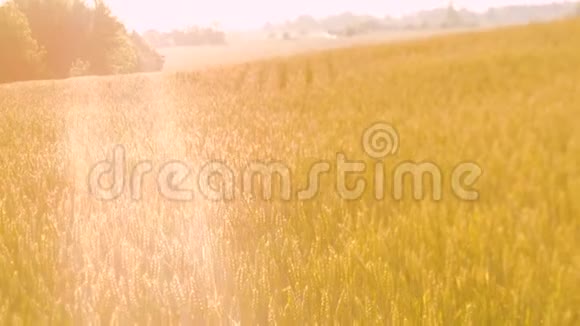 手握金黑麦麦田收获农业视频的预览图