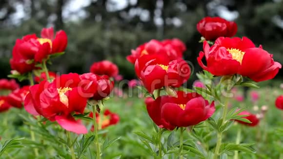 花园里美丽的花朵红色的牡丹视频的预览图