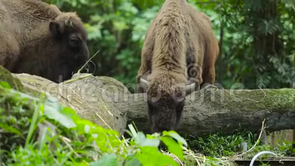 野牛在动物园吃草视频的预览图