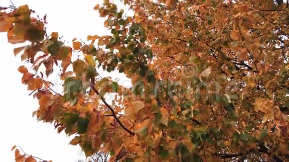 公园里的黄秋叶视频的预览图