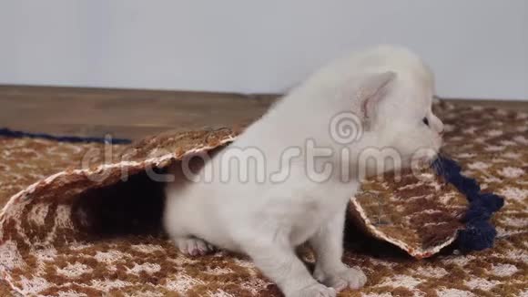 英国可爱的小猫在传统的棕色地毯上喵喵叫视频的预览图