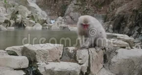 雪猴沿着岩石爬下一边喝着一把水视频的预览图