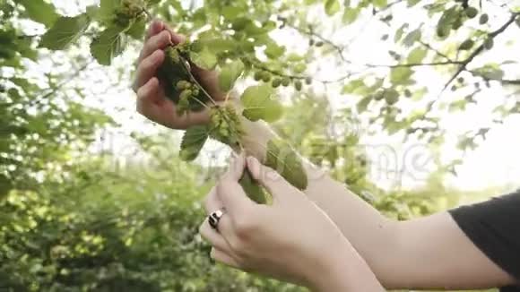 女农在树枝上检查未成熟的桑果视频的预览图