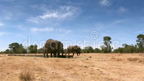 肯尼亚中部的野生大象视频的预览图
