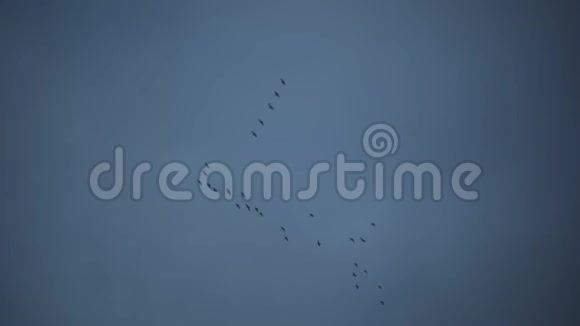 天空中的鸟楔视频的预览图