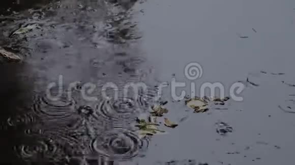 雨滴在水坑里荡漾水中的叶子视频的预览图