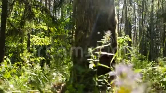 茂密的森林阳光充足的森林森林自然时间流逝视频的预览图