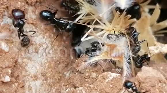 巨接近蚂蚁爬进爬出的蚂蚁洞在安达洛西亚一个视频的预览图