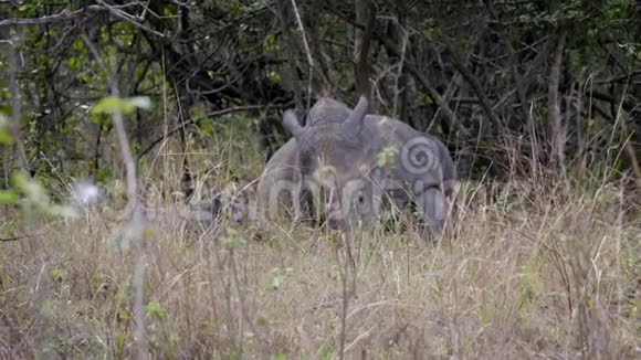 雌性白犀牛和婴儿在非洲保护区的灌木丛中休息视频的预览图