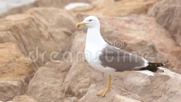 岩石上的海鸥视频的预览图